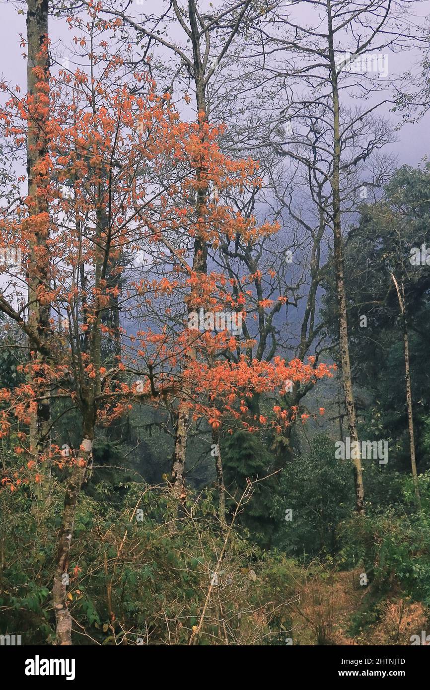 bella foresta di lepcha jagat in autunno stagione vicino darjeeling collina stazione nel bengala occidentale, india Foto Stock