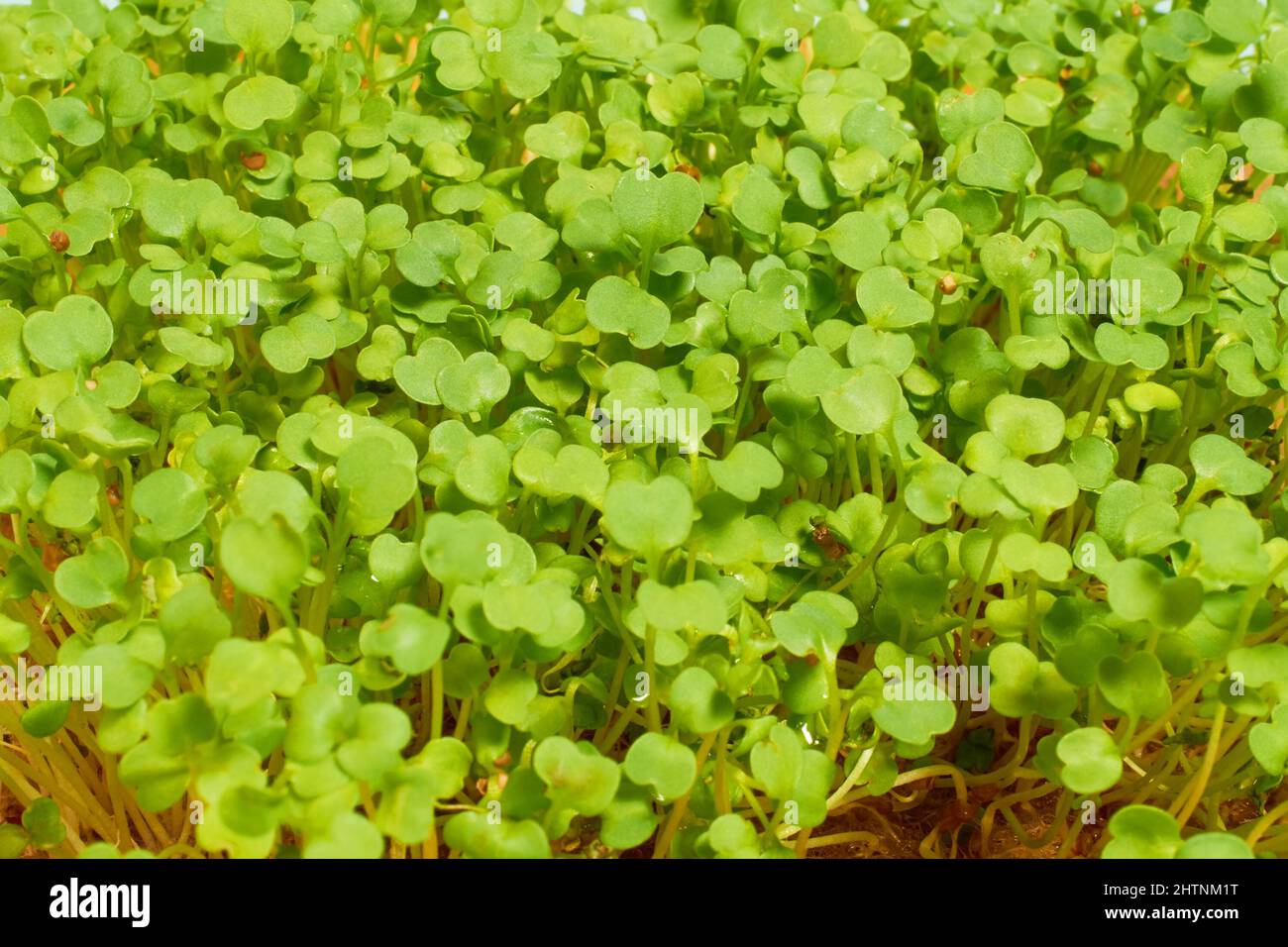 Micro-verdi germinati di rukola indau, sfondo, Eruca Foto Stock