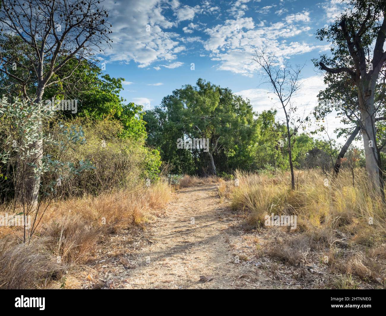 Stazione pista accanto giovani alberi di boab (Adansonia gregorii), lagune Parry, Kimberley Est Foto Stock