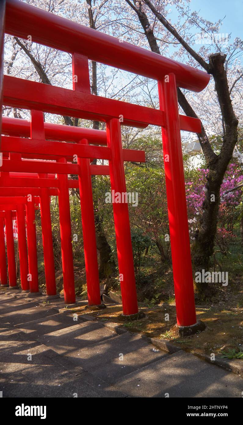 La vista della luminosa vermilion torii porte a Nagoya Branch del Santuario di Chiyo Inari durante la festa primaverile di fiori di ciliegia (hanami). Nagoya. Giappone Foto Stock