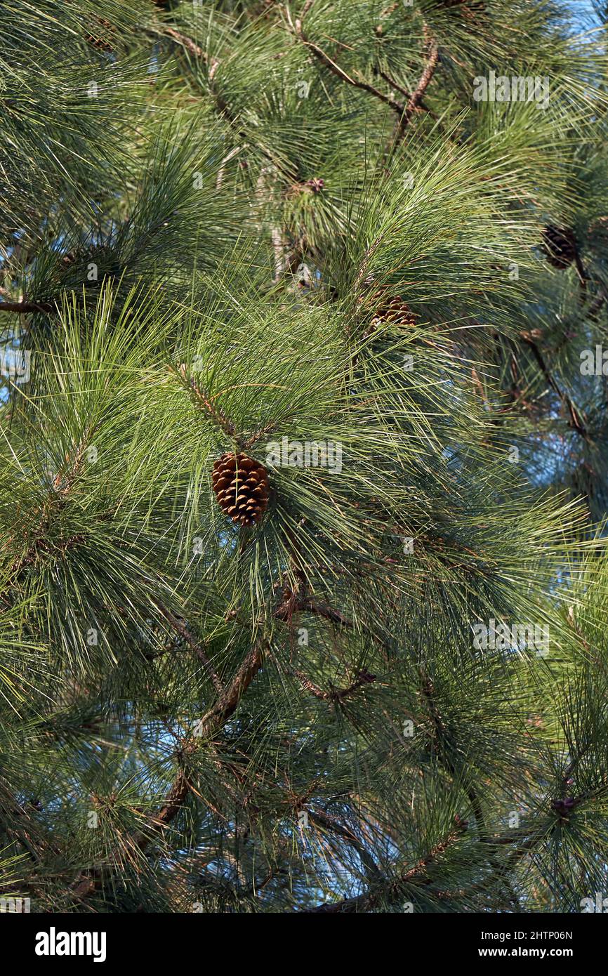 Pino nero giapponese (Pinus thunbergii ), un pino originario delle zone costiere del Giappone. Giappone Foto Stock