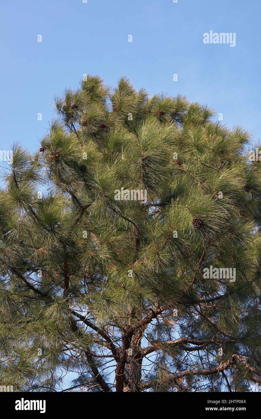 Pino nero giapponese (Pinus thunbergii ), un pino originario delle zone costiere del Giappone. Giappone Foto Stock