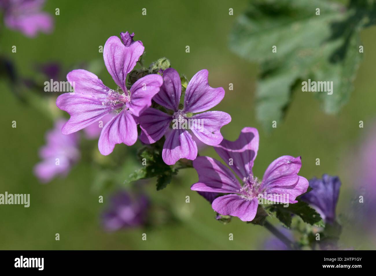Mallow comune (Malva syvestris) fiori viola-rosa con strisce scure su pianta perenne, Berkshire, luglio Foto Stock