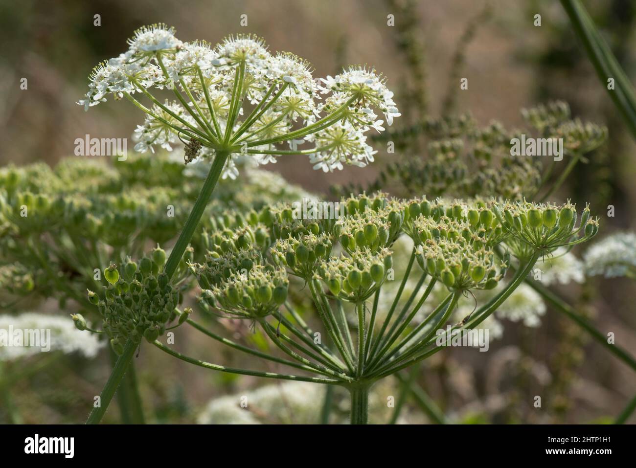Fiore bianco umbel e verde non maturo testa di seme di alghe comuni (Heracleum sphondylium), Berkshire, luglio Foto Stock