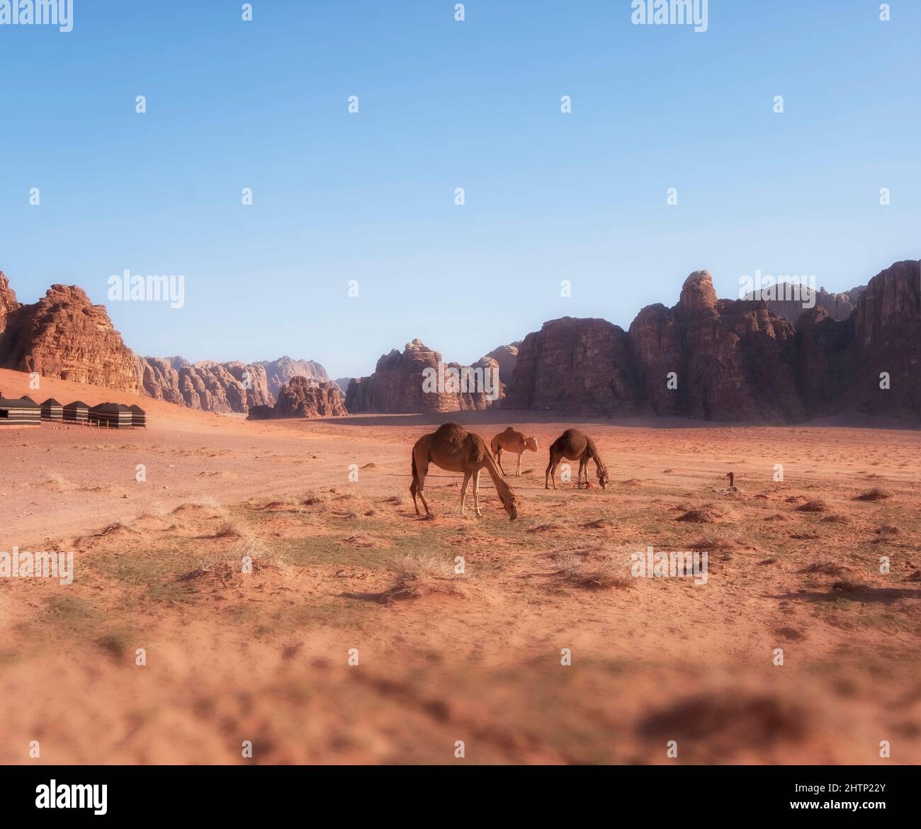 Cammelli nel deserto Jordan Wadi Rum sulla sabbia rossa con il bambino e le montagne sullo sfondo Foto Stock