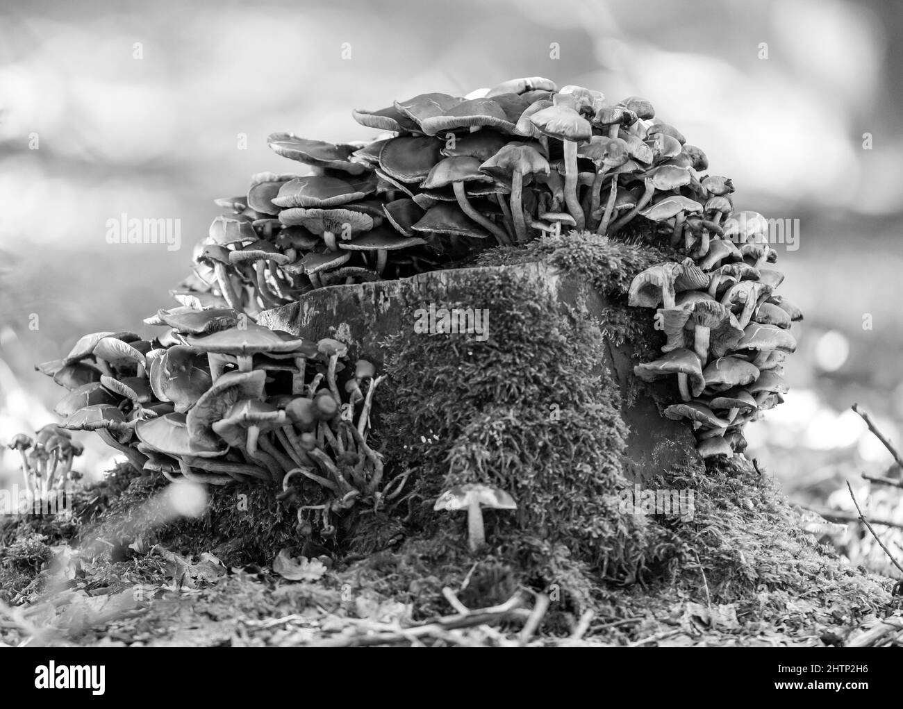 Primo piano di funghi su un ceppo di albero con sfondo sfocato Foto Stock