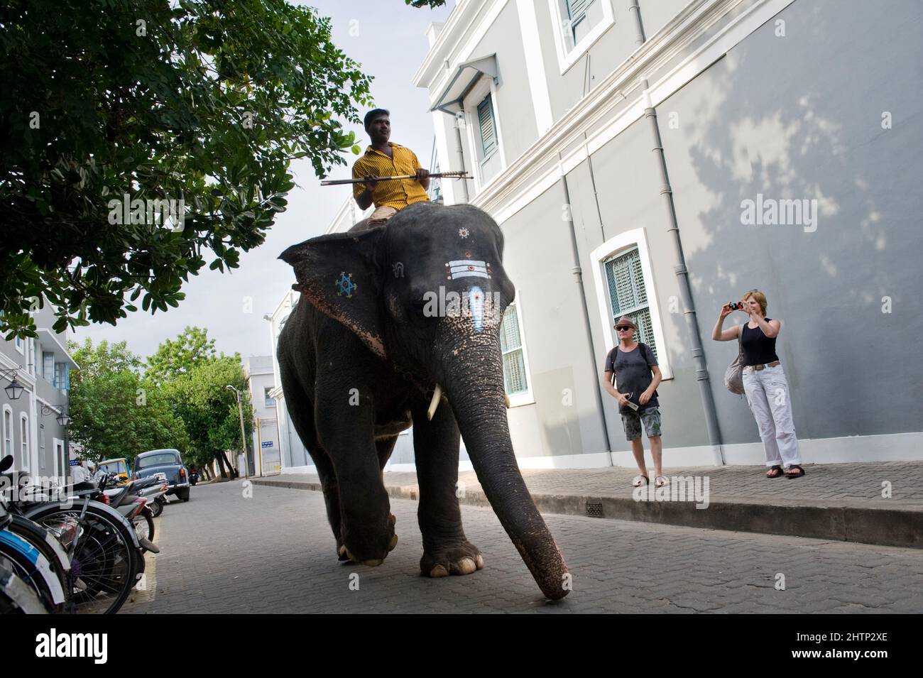 PONDICHERRY, India - Luglio 2016: L'elefante Lakshmi che va al Tempio di Manakula Vinayagar nella città bianca di Pondicherry. Foto Stock