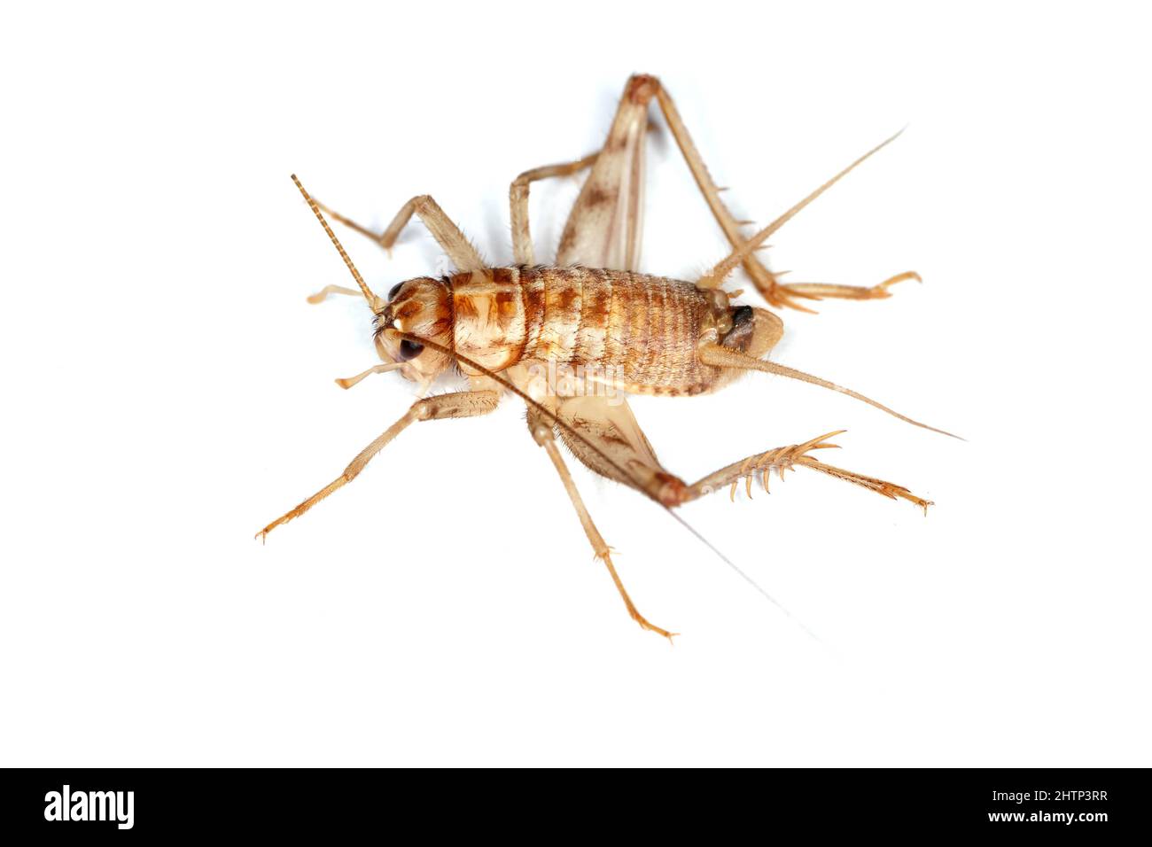 Mangiare insetti e mangiare insetti come cucina esotica e cibo alternativo di nutrizione ad alta proteina come un insetto di cricket. Insetti commestibili. Foto Stock