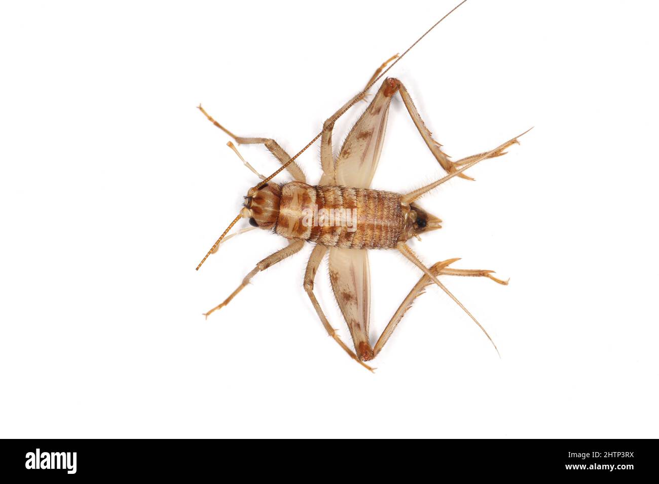 Cricket cubano, Gryllus assimilis, una specie di allevamento, insetto alimentare. Cibo per rettili, anfibi, ragni. Foto Stock