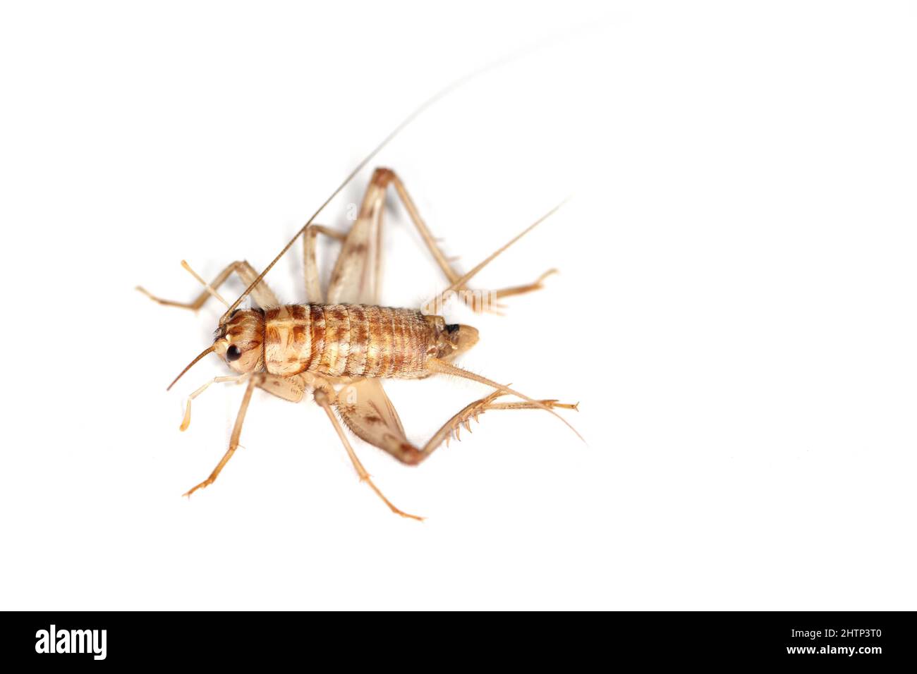 Cricket cubano, Gryllus assimilis, una specie di allevamento, insetto alimentare. Cibo per rettili, anfibi, ragni. Foto Stock