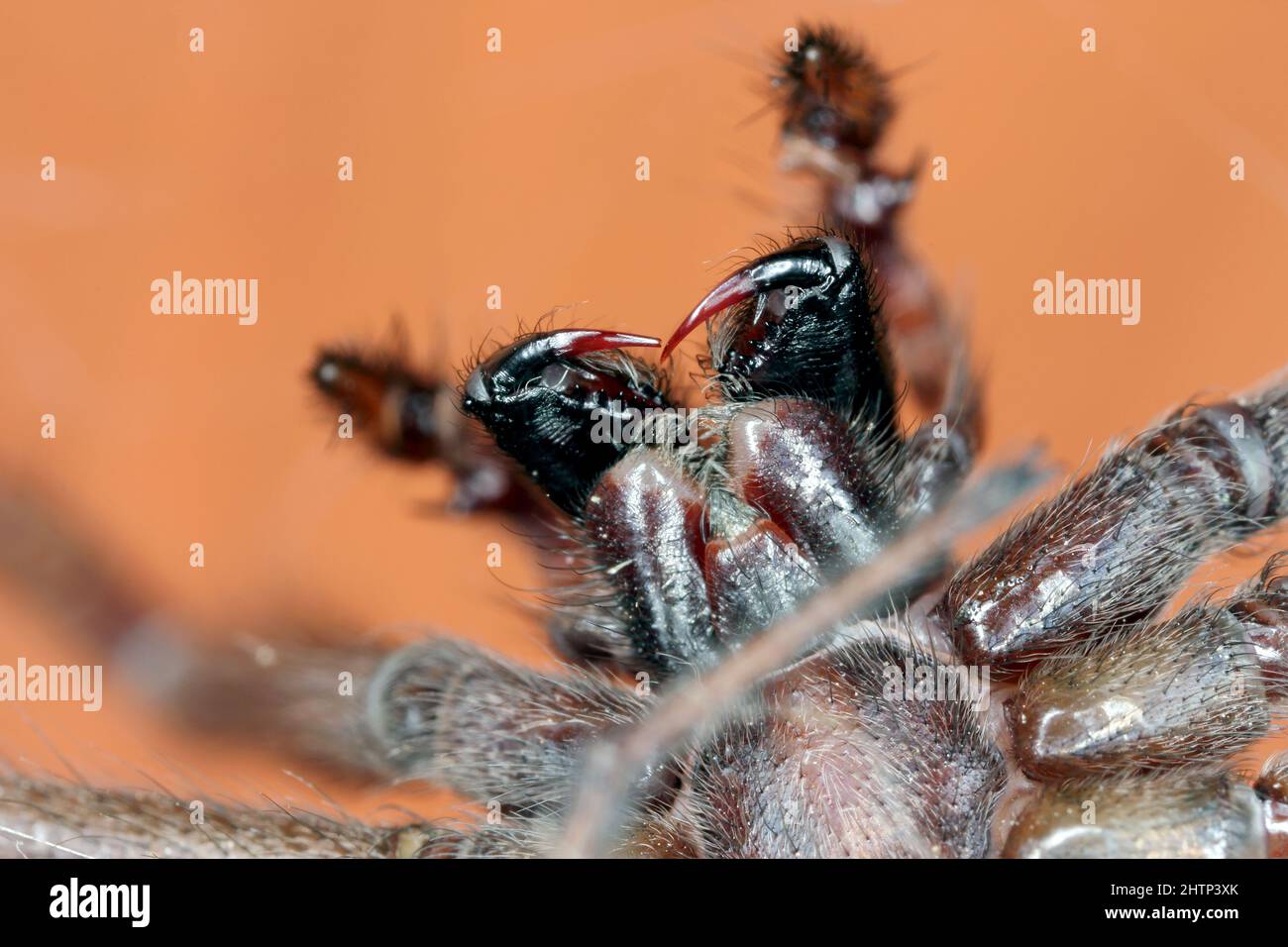 Primo piano delle mascelle di un ragno di casa. Foto Stock