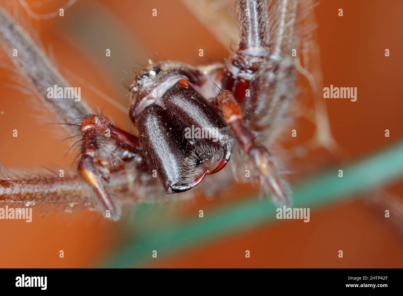 Primo piano delle mascelle di un ragno di casa. Foto Stock