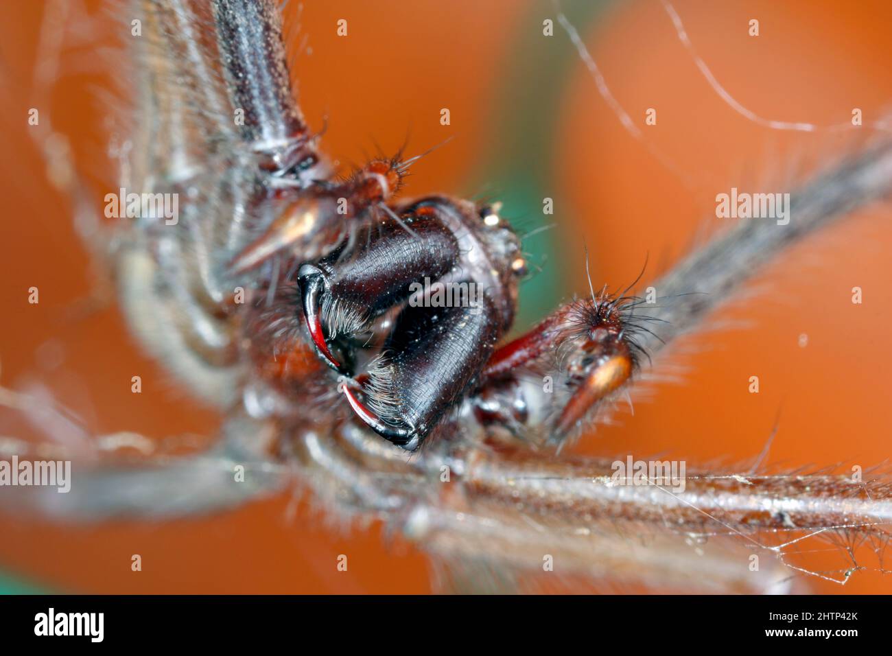Primo piano delle mascelle di un ragno di casa. Foto Stock