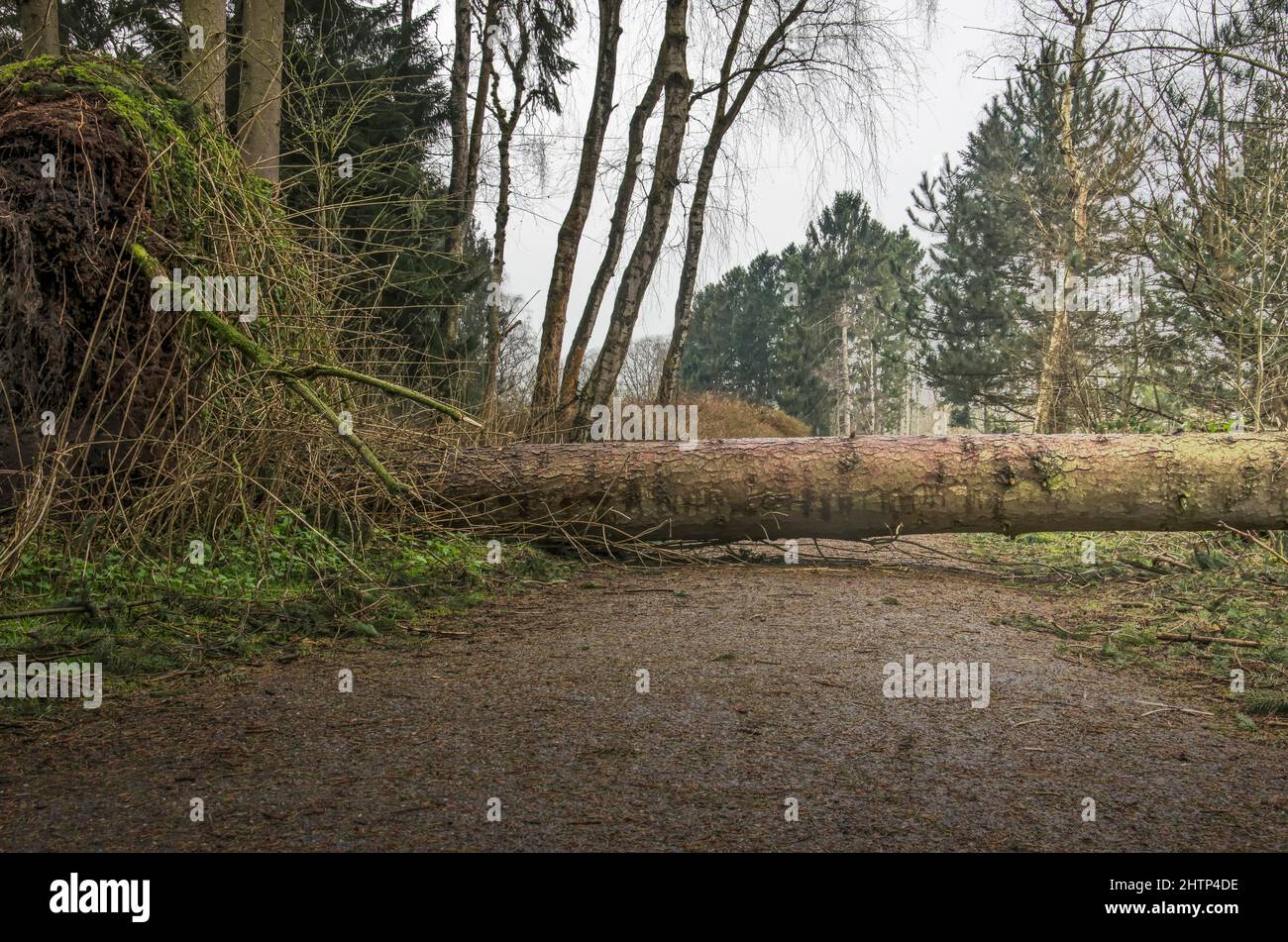 Grande pino sradicato, caduto durante la tempesta Eunice nel febbraio 2022, bloccando un sentiero nella foresta di Kralingse Bos a Rotterdam, nei Paesi Bassi Foto Stock