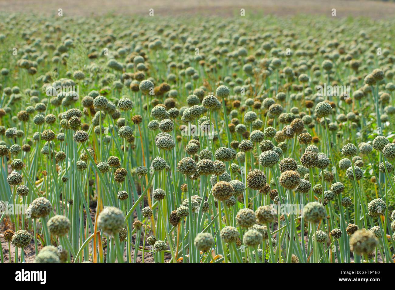 Campo di piante di cipolla in fiore coltivato per produrre semi di cipolla. Foto Stock