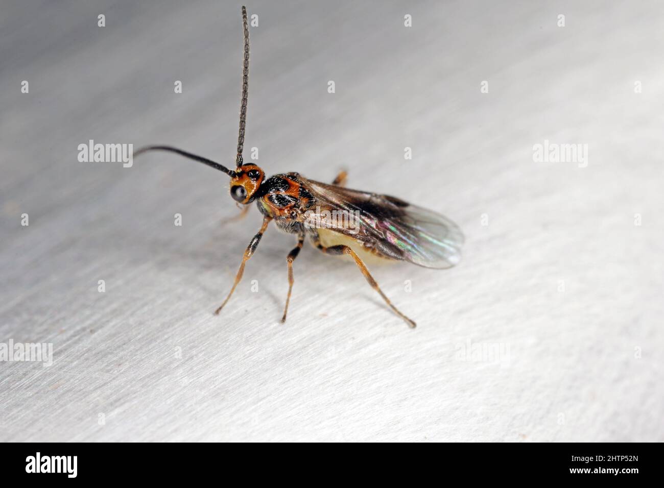 Habrobracon hebetor è un vespa della famiglia Braconidae, appartenente alla famiglia delle Acidae, appartenente alla famiglia delle Acidae. Foto Stock