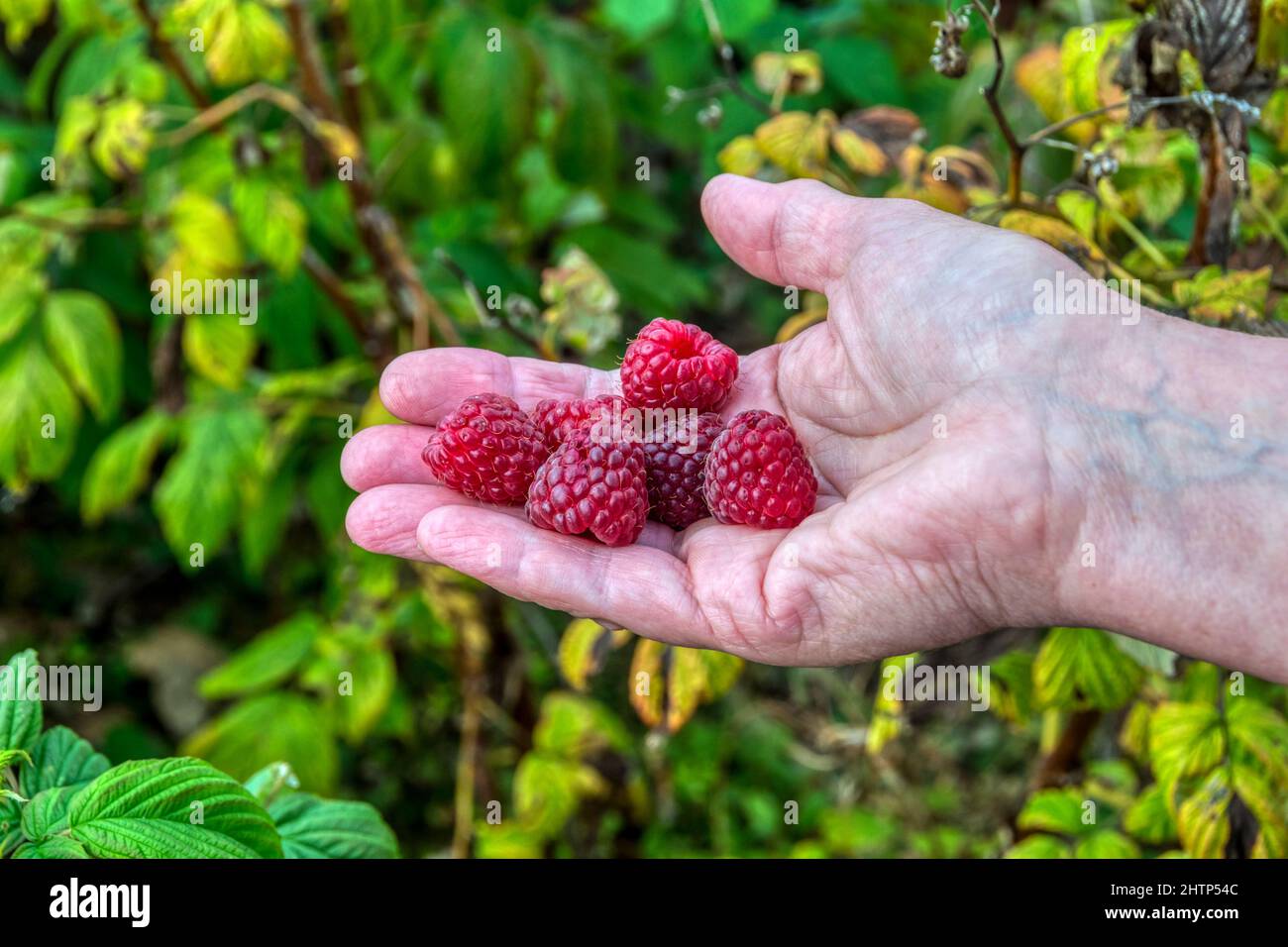 Donna che tiene in mano frutta prelevata da canne di lamponi in un giardino o un'assegnazione Norfolk. Foto Stock