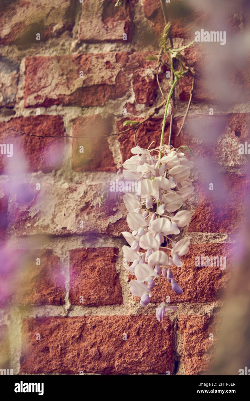 Un delicato ramo di glicine contro un muro di mattoni, fotografato attraverso le foglie. Messa a fuoco selettiva. Foto Stock