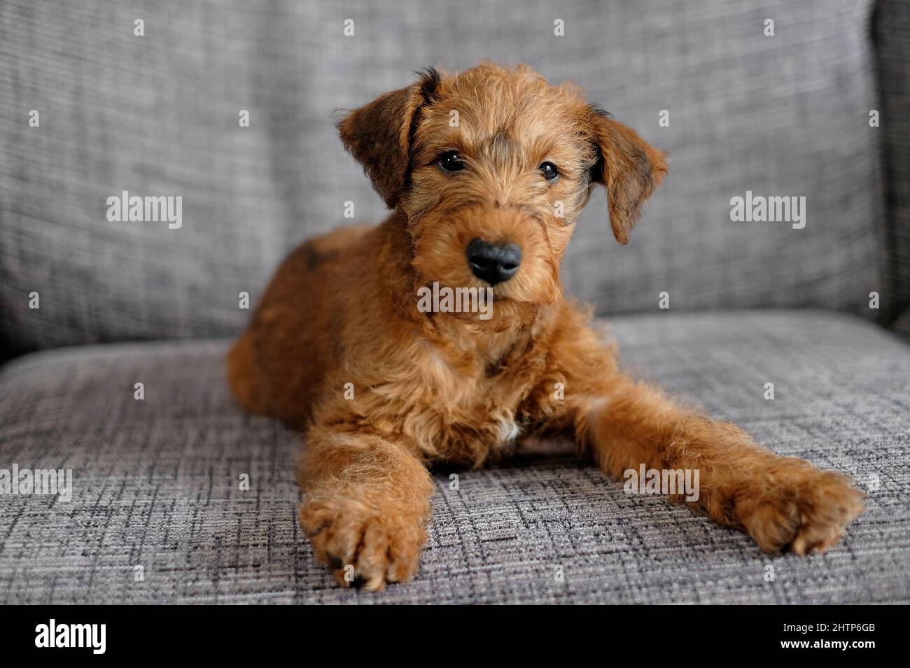 carino irlandese terrier cucciolo cane sul divano in casa Foto Stock