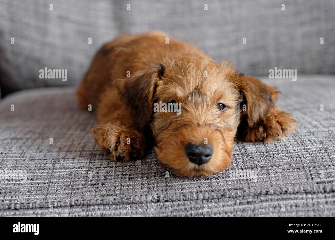 carino irlandese terrier cucciolo cane sul divano in casa Foto Stock