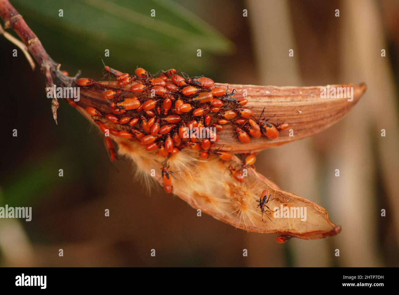 Bug dell'erba mungente, Oncopeltus fasciatus, sciame di coleotteri, insetti in america, caribic e Medio Oriente, metamorfosi Foto Stock