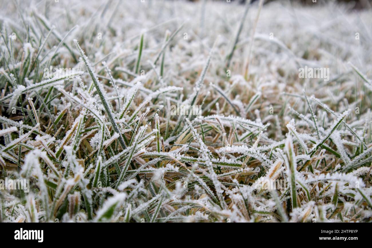 L'erba verde è ricoperta di gelo dal primo gelo. Gelo primaverile Foto Stock