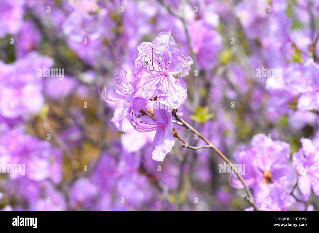 Rhododendron mucronulatum che cresce in Estremo Oriente della Russia in primavera Foto Stock