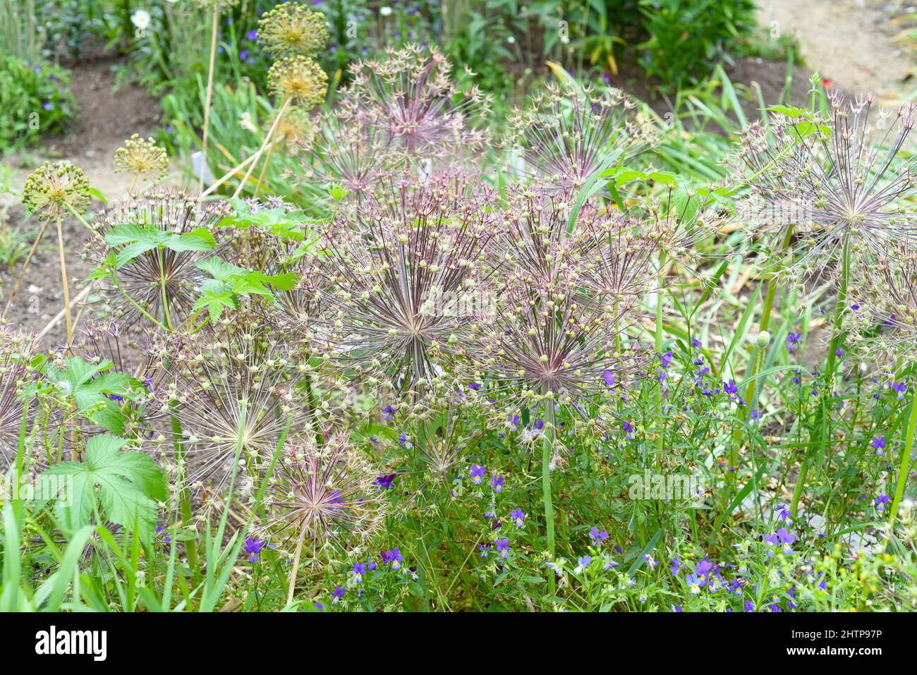 Fiori selvaggi dell'allio con semi su sfondo verde Foto Stock