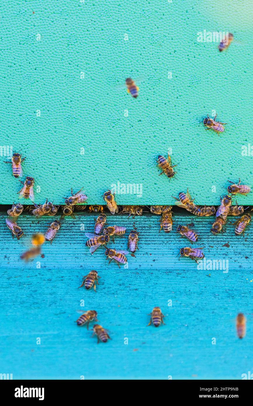 Api di miele ad un alveare Foto Stock