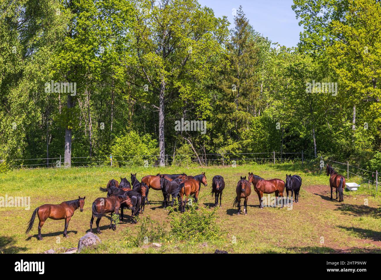 Allevamento di cavalli su un prato Foto Stock