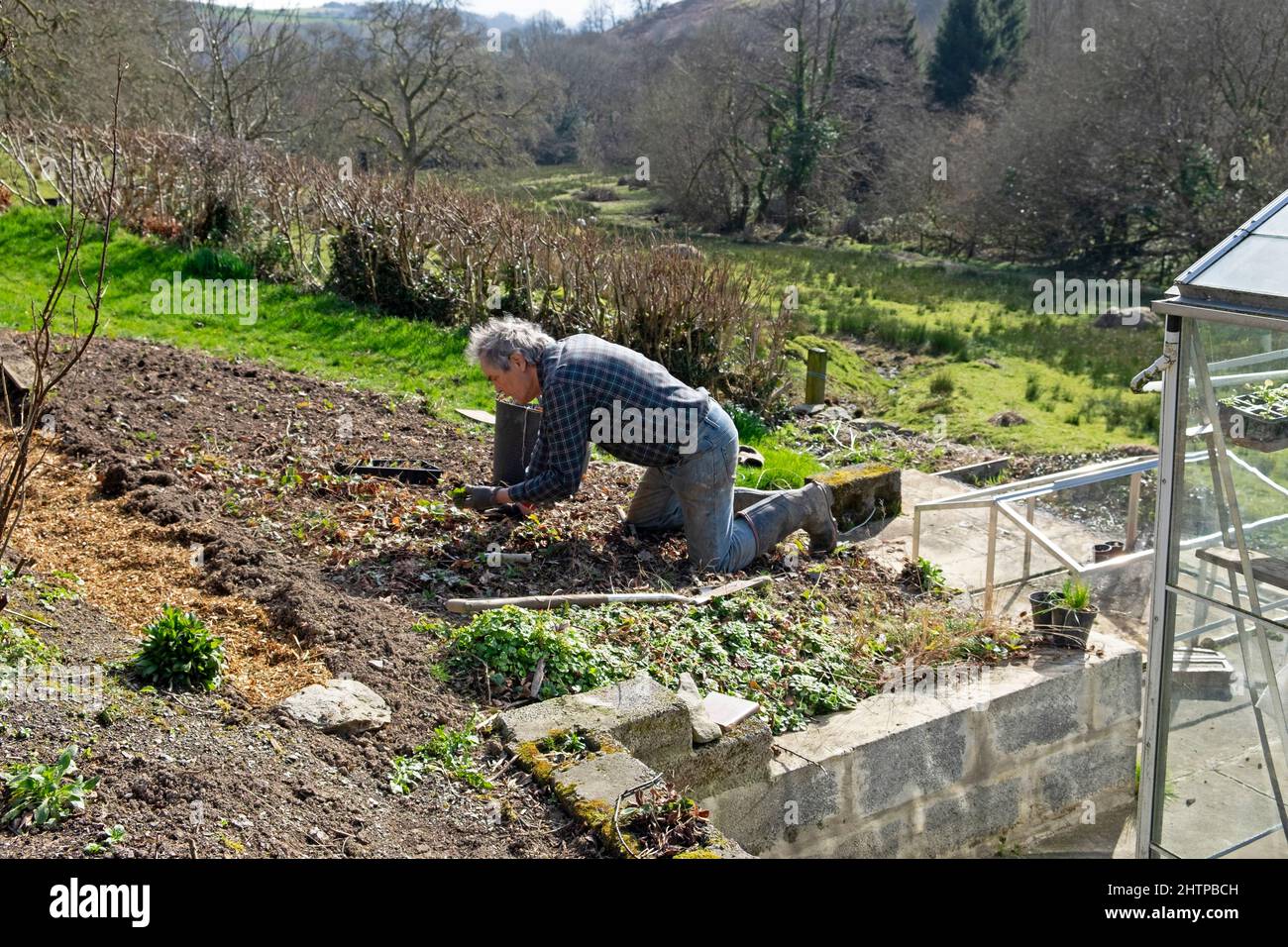 Anziano uomo anziano 70s inginocchiato letto di fragola rialzato letti in giardino inverno Febbraio 2022 Carmarthenshshire Galles Regno Unito Gran Bretagna KATHY DEWITT Foto Stock