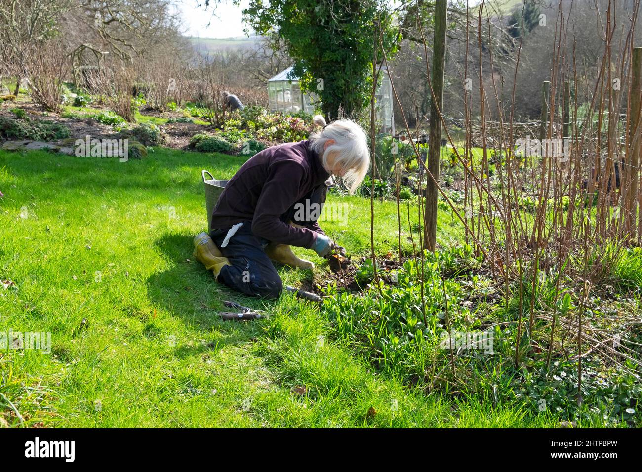 Anziana donna anziana inginocchiata sarchiatura intorno ai cespugli di lamponi canne in giardino inverno Febbraio 2022 Carmarthenshshire Galles Regno Unito Gran Bretagna KATHY DEWITT Foto Stock