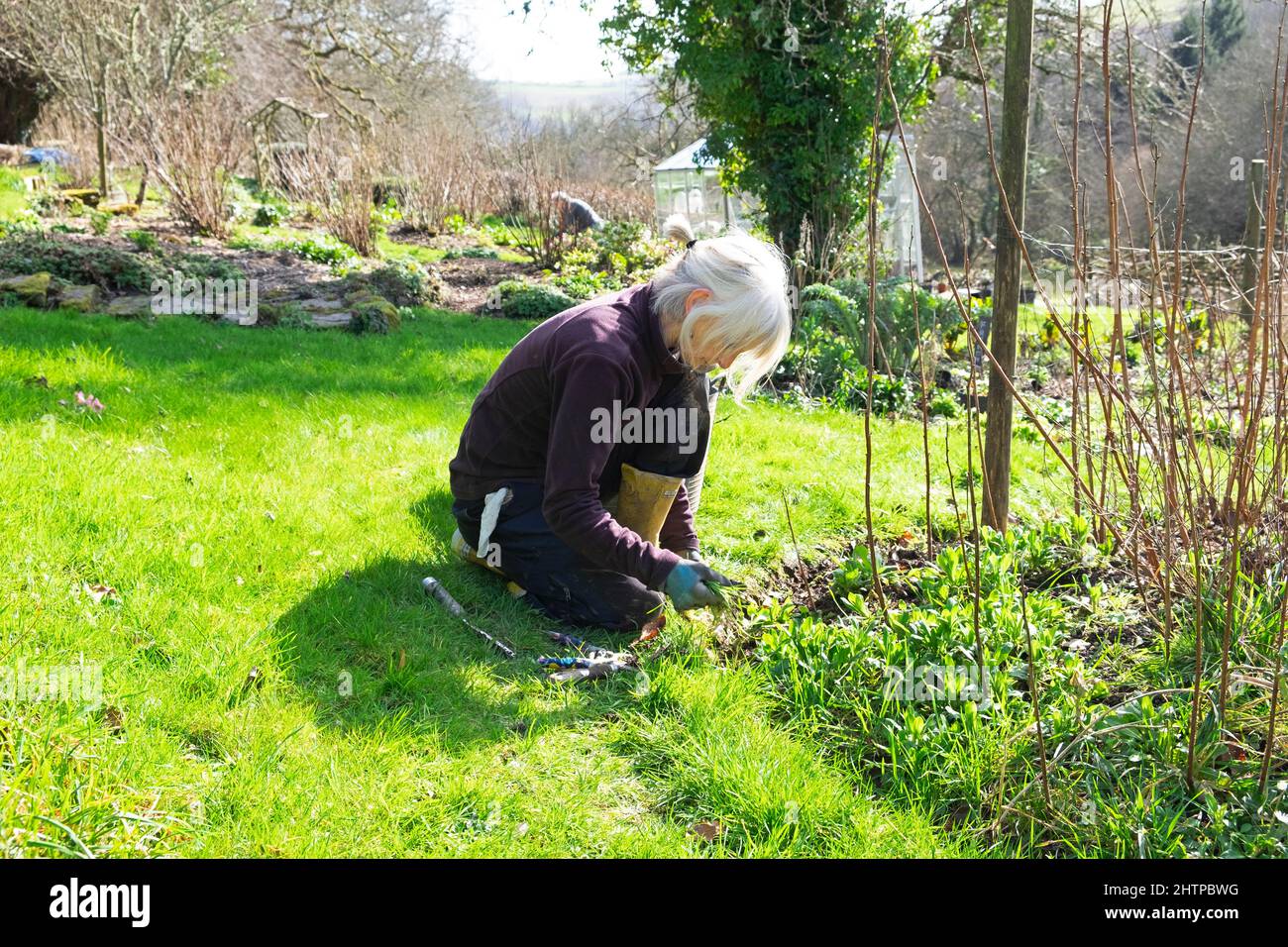 Anziana donna anziana inginocchiata sarchiatura intorno ai cespugli di lamponi canne in giardino inverno Febbraio 2022 Carmarthenshshire Galles Regno Unito Gran Bretagna KATHY DEWITT Foto Stock