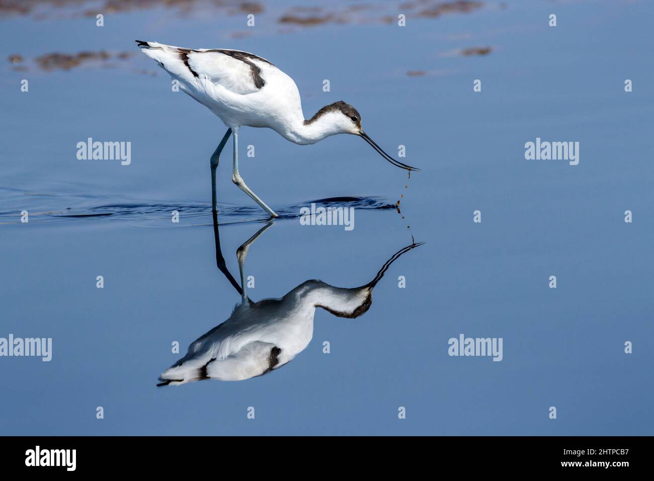 Pied Avocet (Recurvirostra avosetta) foraging in acqua con riflessione, Ngorongoro conservazione zona, Tanzania. Foto Stock