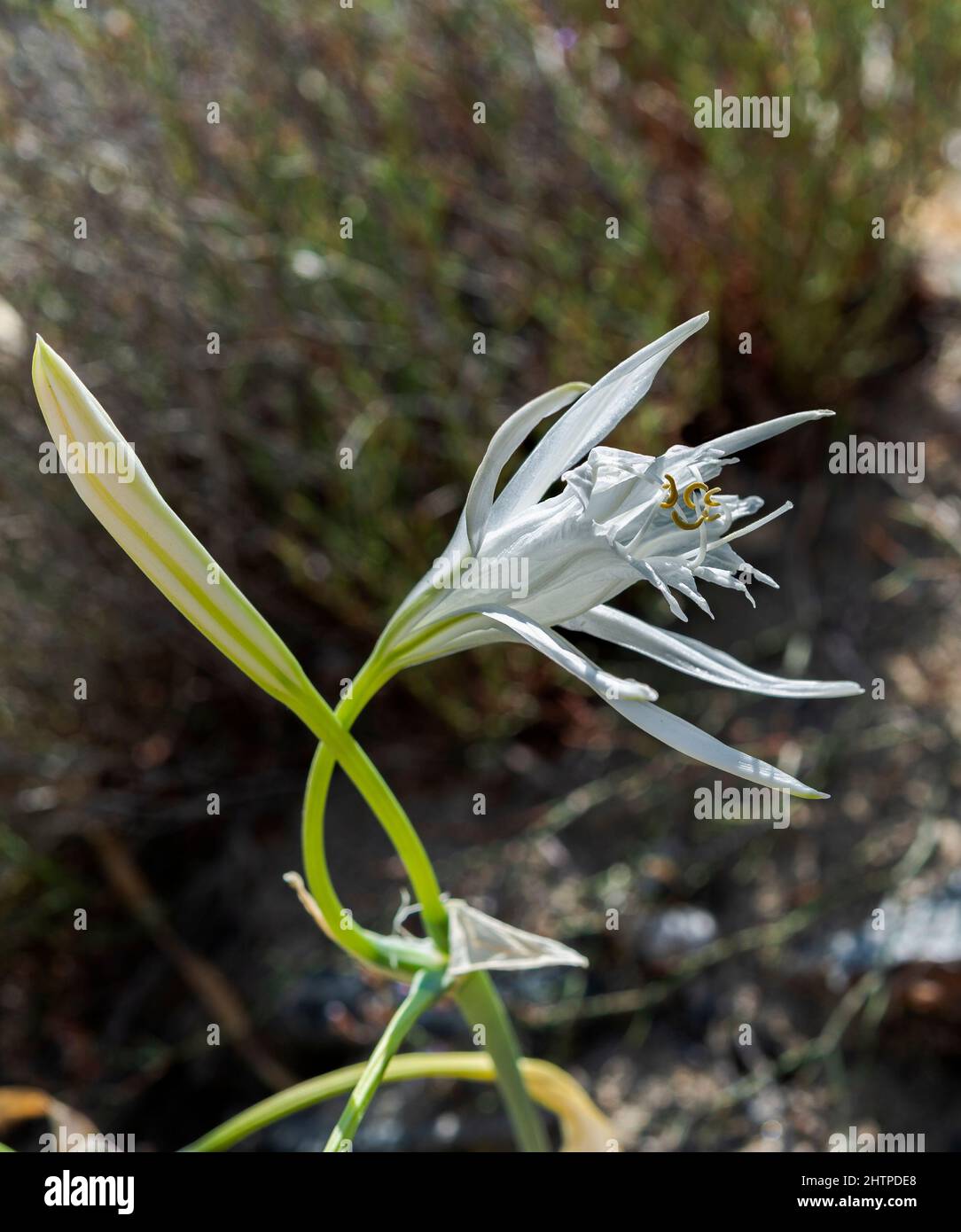 Fiori di mare daffodil, Pancratium maritimum. Foto scattata a Cala Tortuga, comune di Mahon, Minorca, Spagna Foto Stock