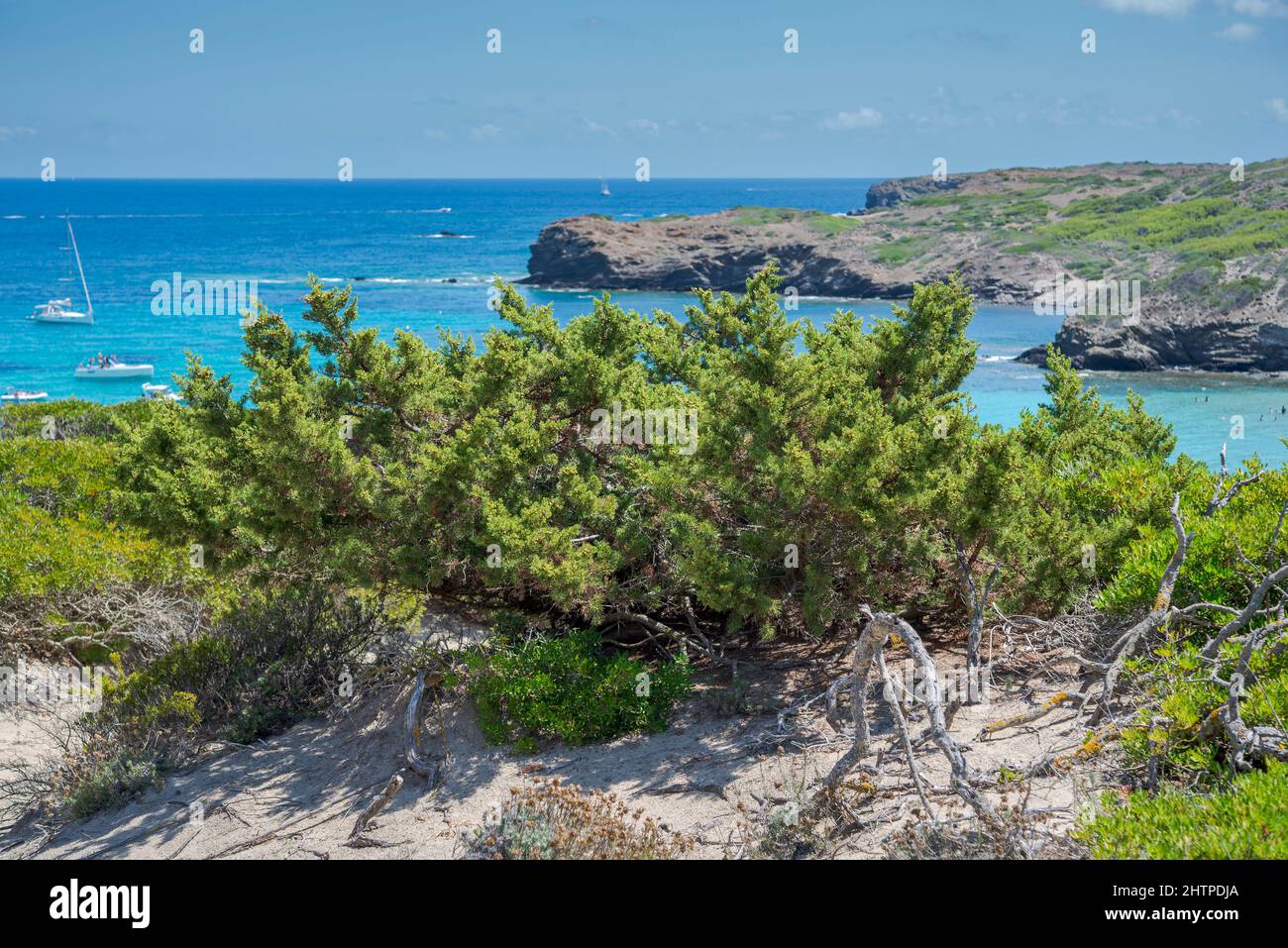 Ginepro feniceo, Juniperus phoenicea. Foto scattata a Cala Tortuga, comune di Mahon, Minorca, Spagna Foto Stock