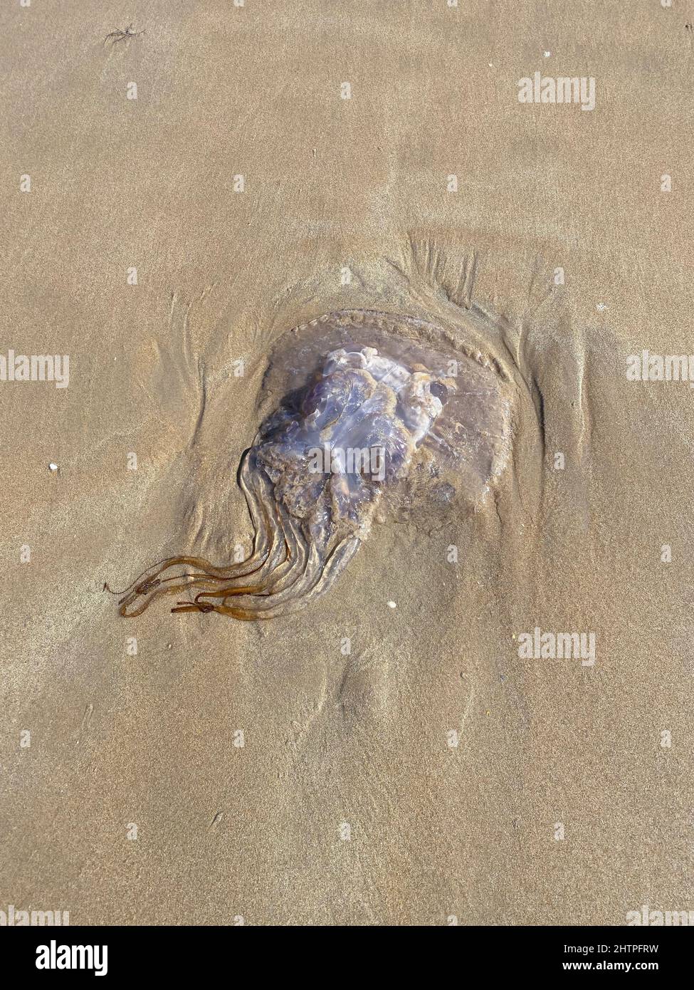 Grande medusa sulla spiaggia di Conil de la Frontera, Provincia di Cadice, Andalusia, Spagna, Europa Foto Stock