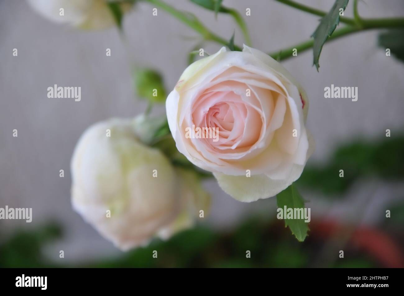 Rose bianche bordate di pesca pastello che crescono nel giardino di rose di casa. Foto Stock