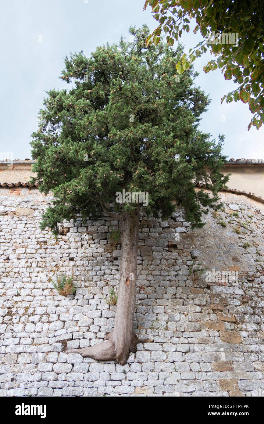 Albero nato in un'antica cinta muraria, Trequanda Village, Crete Senesi, provincia di Siena, Toscana, Europa Foto Stock