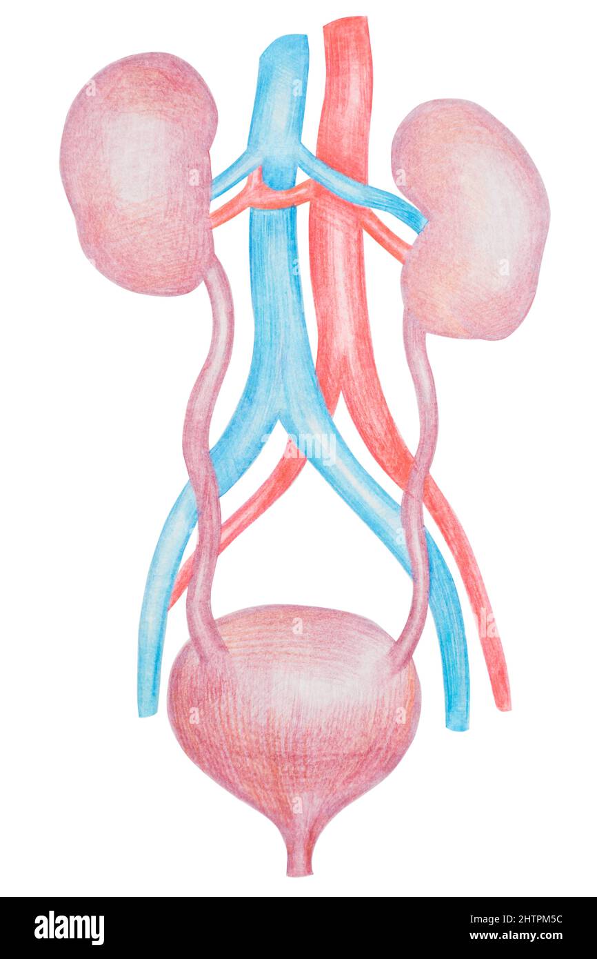Reni e vescica, diagramma dell'organo interno umano, disegno con matite colorate Foto Stock