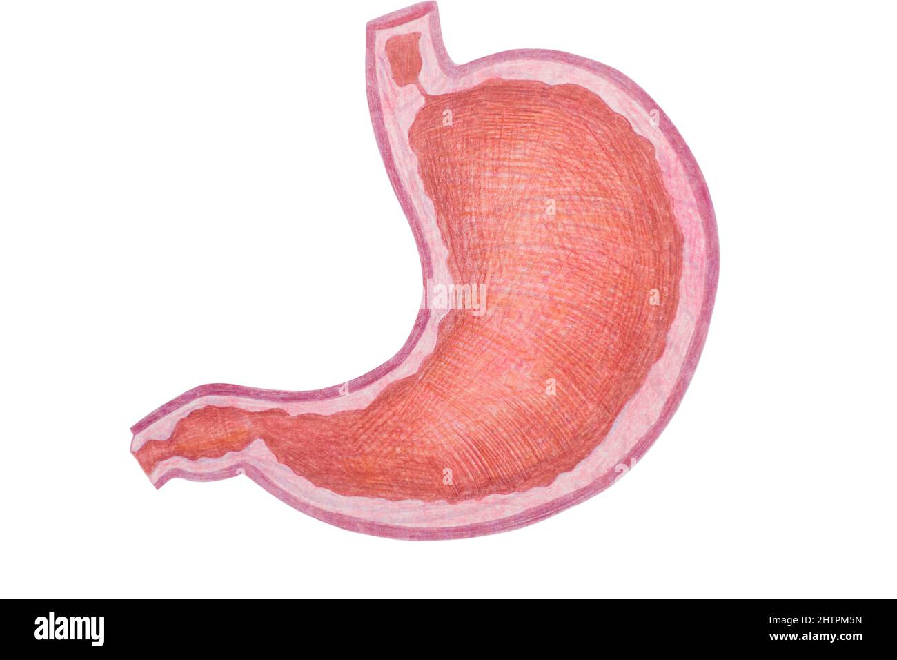 Illustrazione dello stock del diagramma dell'organo interno umano dello stomaco - disegnato con matite colorate Foto Stock