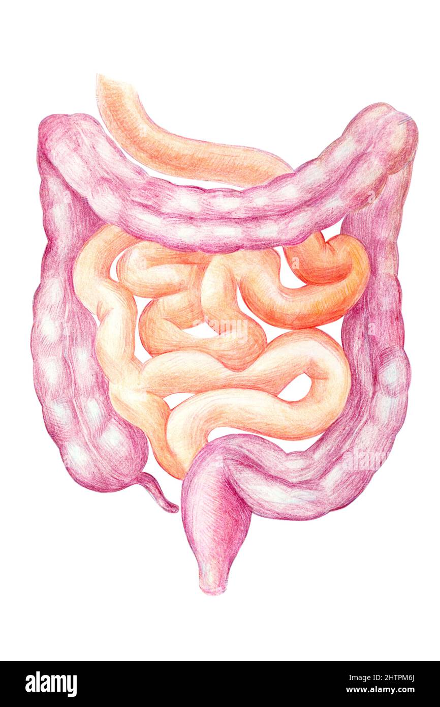 Illustrazione dello stock del diagramma dell'intestino, dell'organo interno umano - disegnato con matite colorate Foto Stock