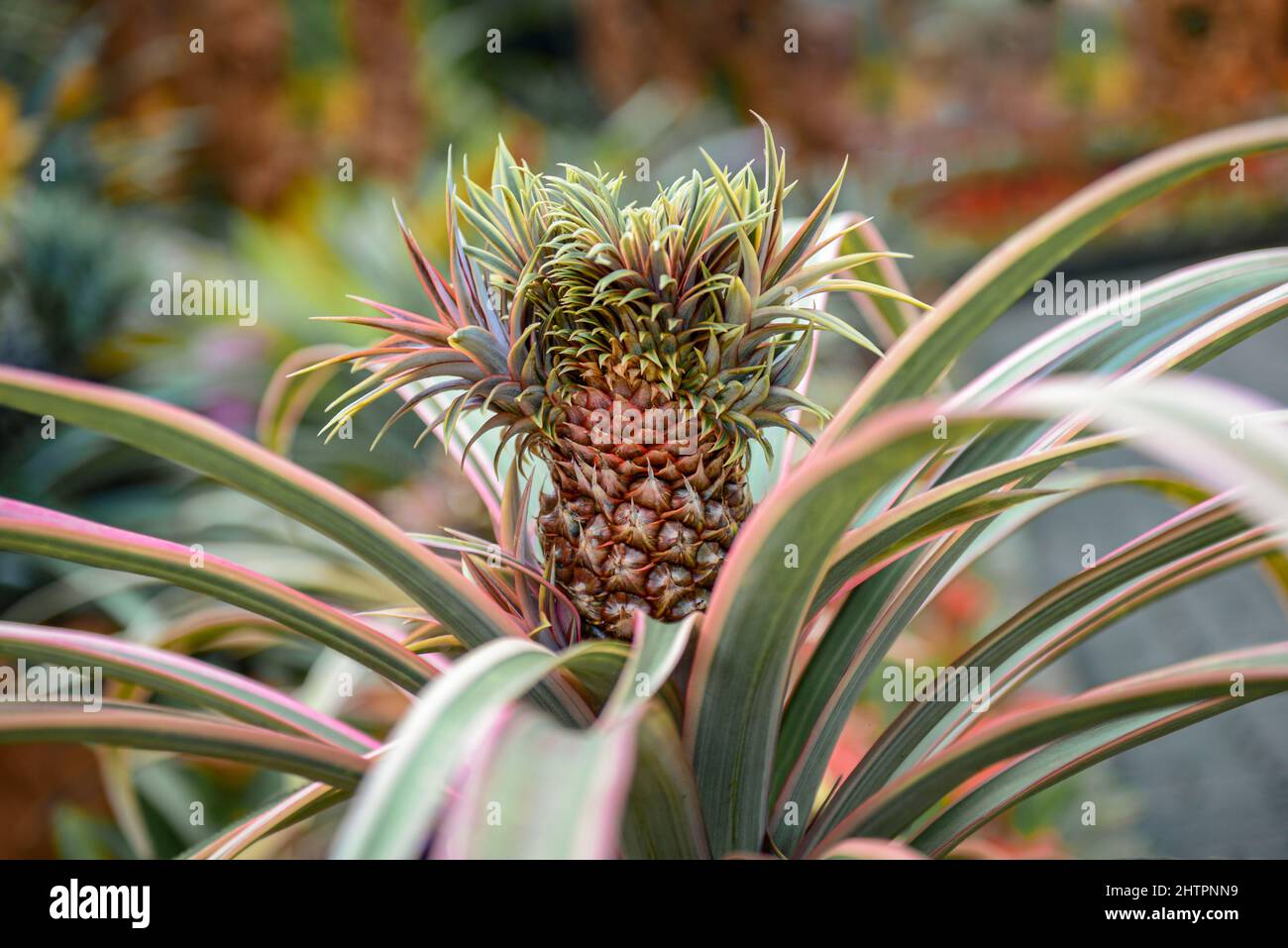 Pianta di ananas giovane che cresce naturalmente su piantagione Foto Stock