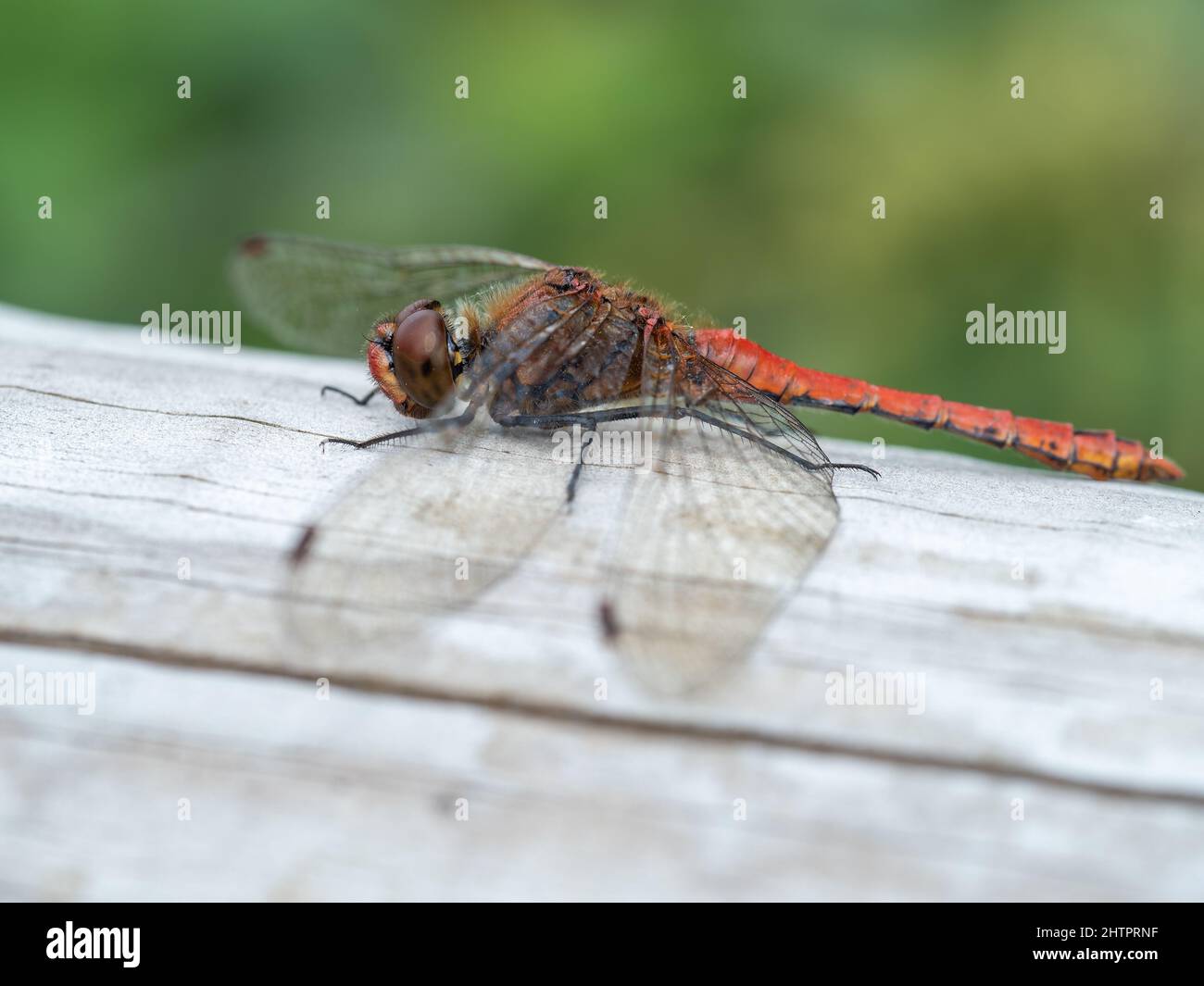 Darter comune che riposa su una fence boscosa Foto Stock