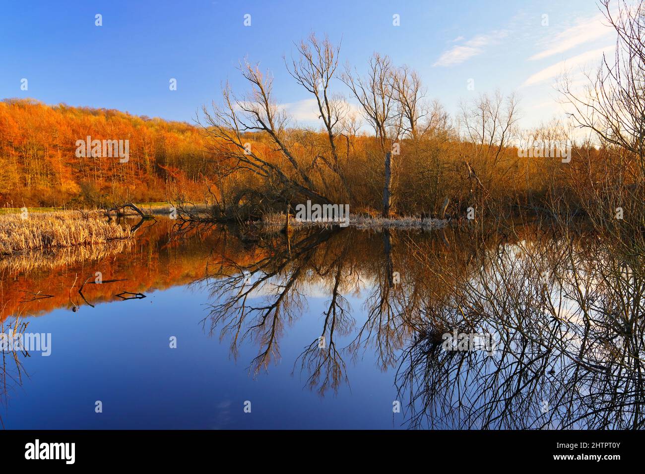 Scena invernale con lago tranquillo e cielo blu con riflessi perfetti. Contea di Durham, Inghilterra, Regno Unito. Foto Stock