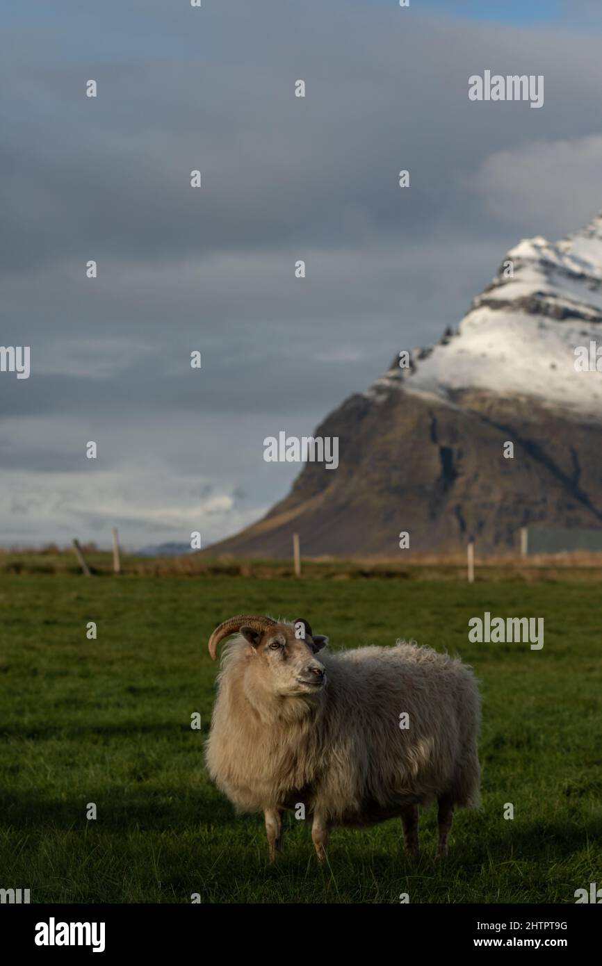 Pecore islandesi nel loro ambiente in una fattoria al largo della costa meridionale dell'Islanda. Foto Stock