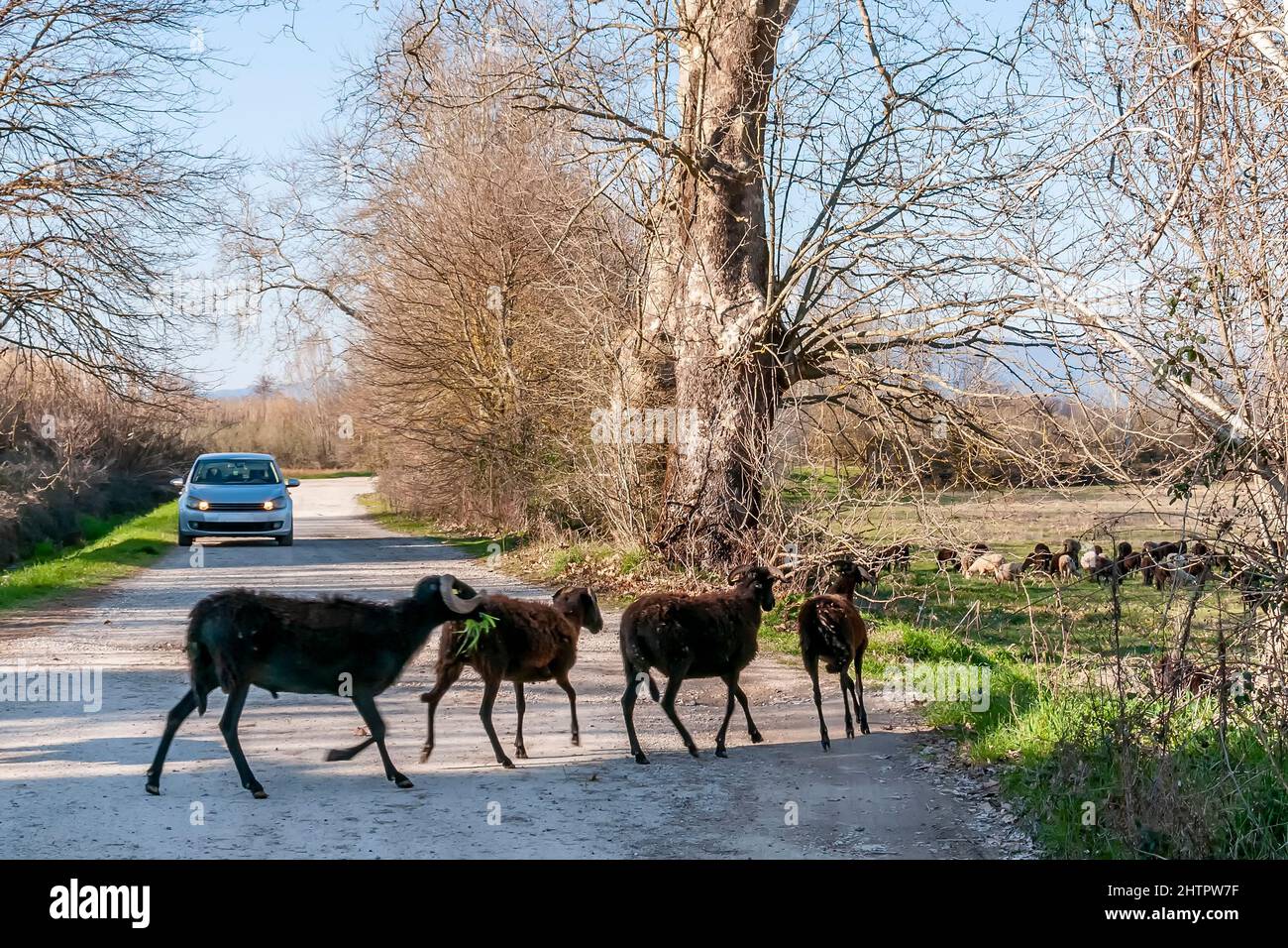 Quattro pecore nere attraversano una strada sterrata che blocca il traffico Foto Stock