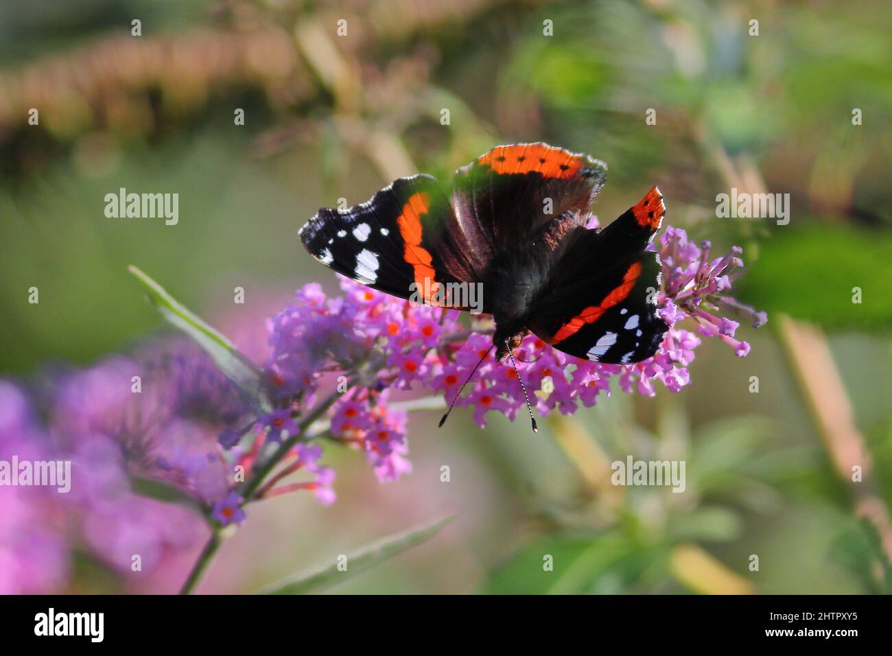 Red Admiral butterfly Foto Stock
