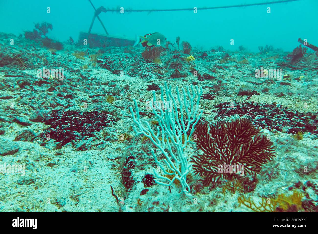 Coralli che crescono su una nave naufragata, il Kwarcit, un popolare sito di immersione al largo della costa sud-occidentale dell'isola di SAL, Capo Verde. Foto Stock