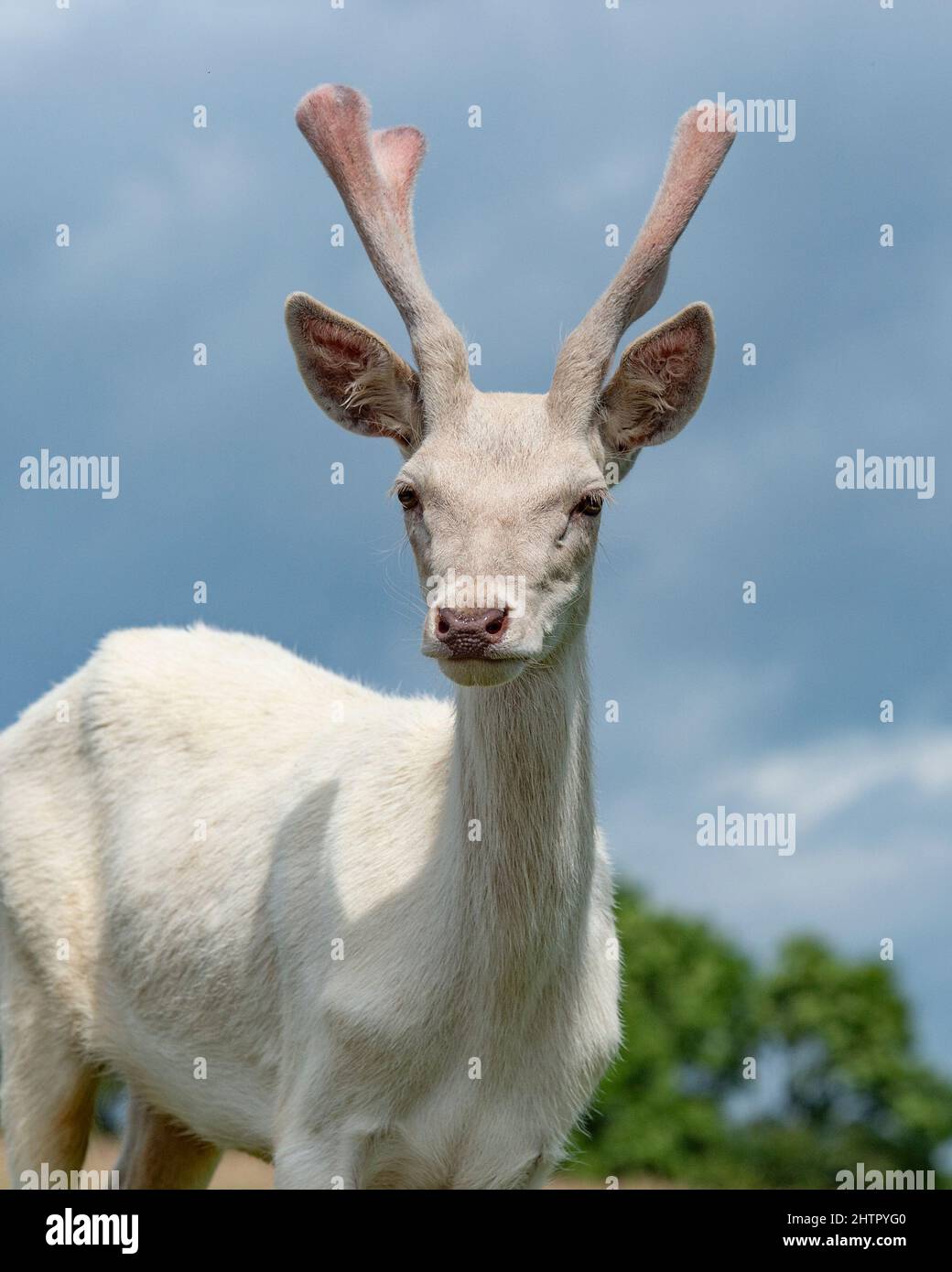 Rare di cervo bianco Foto Stock